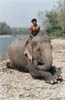 elephant-dismount