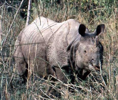 rhino3